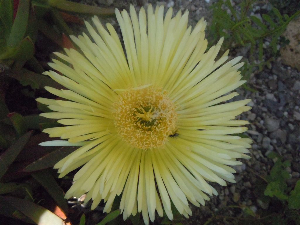 Carpobrotus edulis / Fico degli Ottentotti edule